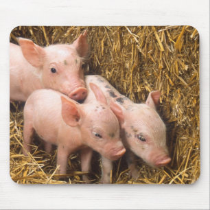 Piglets Musmatta