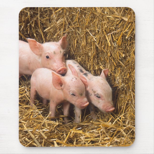 Piglets Musmatta (Framsidan)