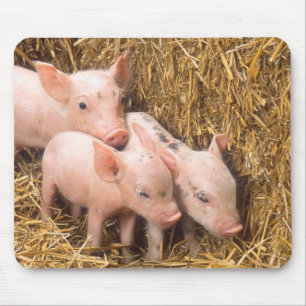 Piglets Musmatta