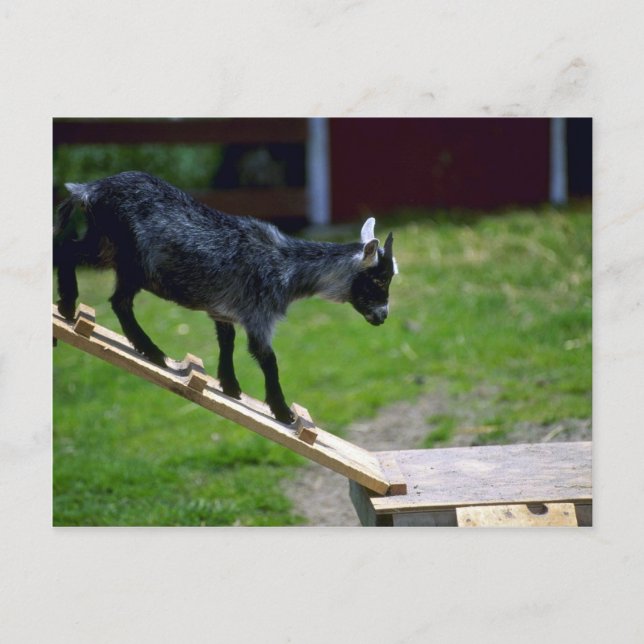 Pigmy Goat Vykort (Framsida)