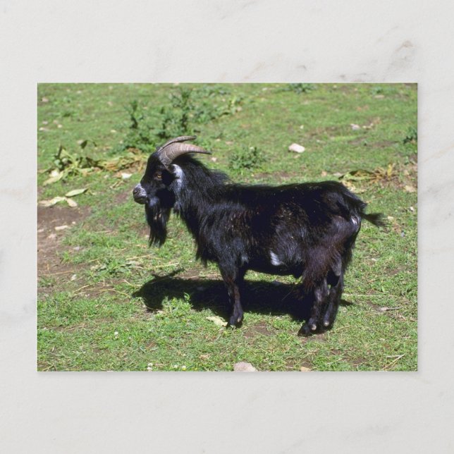 Pigmy Goat Vykort (Framsida)
