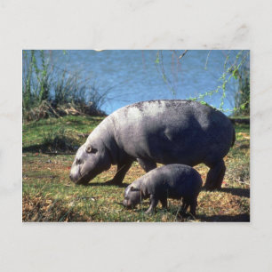Pigmy Hippos ko med liten kalv Vykort
