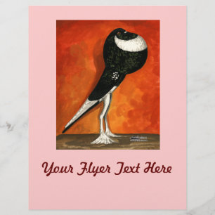 Pigmy Pouter Pigeon Black Pied Reklamblad