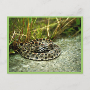 Pigmy Rattlesnake Vykort