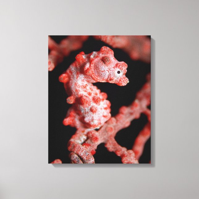 Pigmy Seahorse i Sea Fläkt Canvastryck (Framsida)