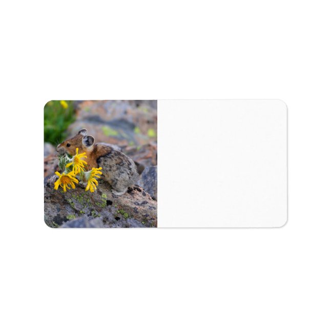 pika adressetikett (Framsidan)