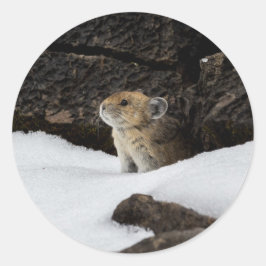 Pika i snön runt klistermärke