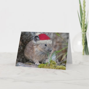 Pika julkort kort
