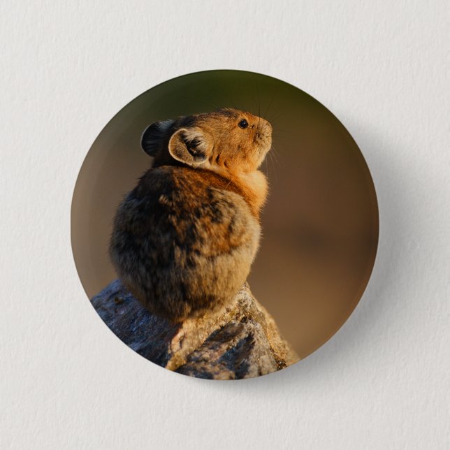 pika knapp (Framsida)