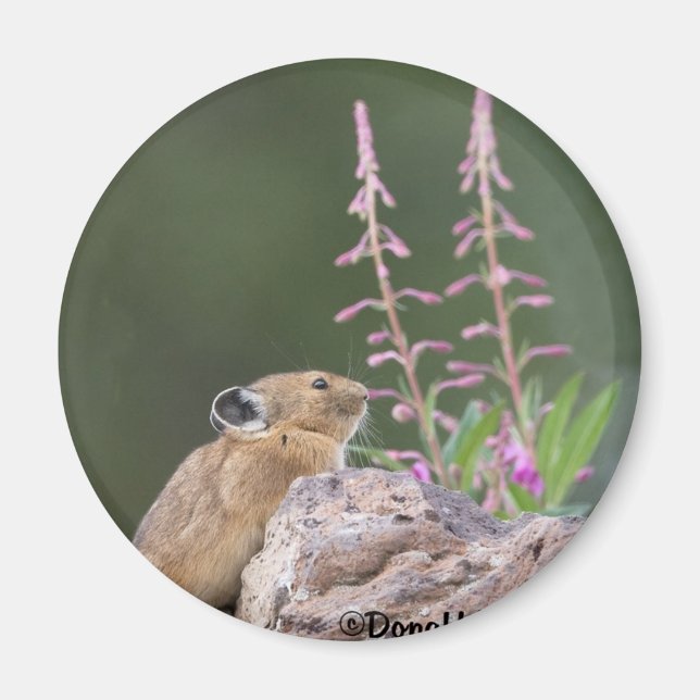 Pika Magnet (Framsidan)