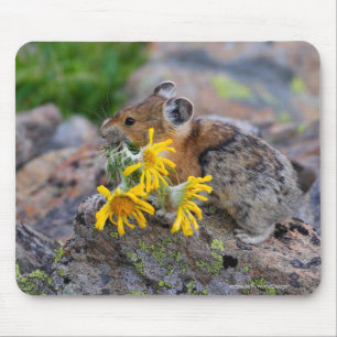 Pika Musmatta