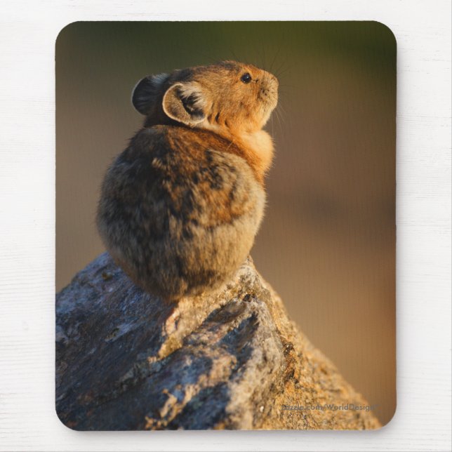 pika musmatta (Framsidan)