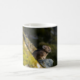 Pika tar på sig kvällen sol kaffemugg