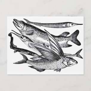 Pike Family - Fish Vykort