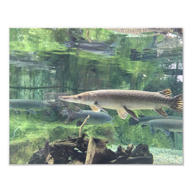 Pike Fish Fototryck (Framsidan)