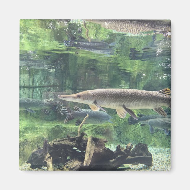 Pike Fish Magnet (Framsidan)