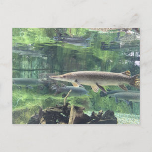 Pike Fish Vykort