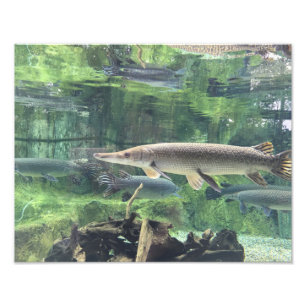 Pike fisk fototryck