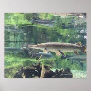 Pike fisk poster