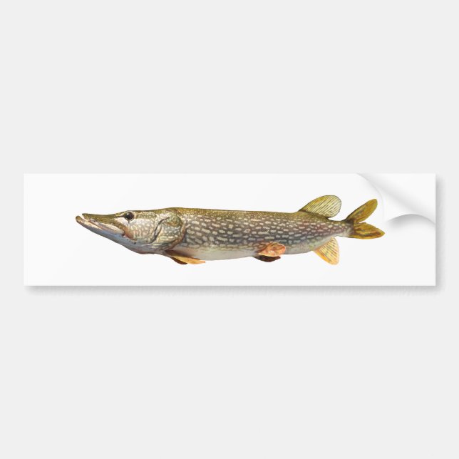 Pike Muski fiske Bildekal (Framsidan)
