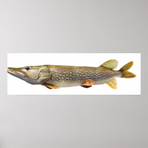 Pike Muski fiske Poster