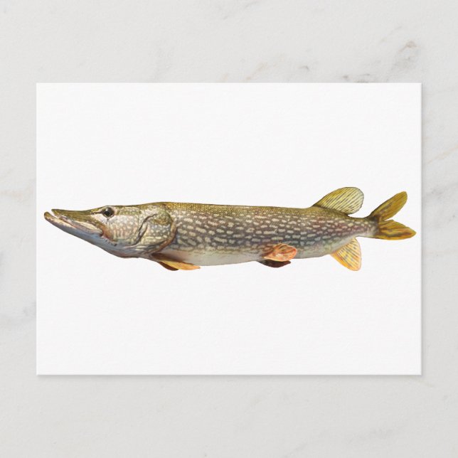 Pike Muski-fiske Vykort (Framsida)