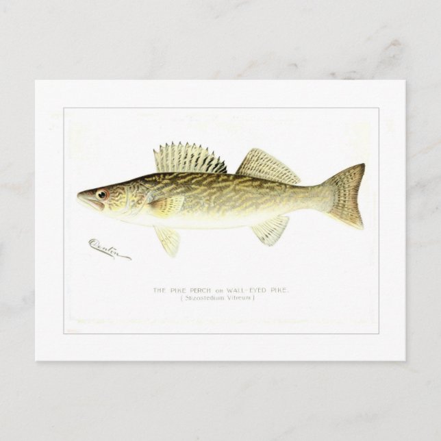 Pike Perch eller Vägg-synade Pike Vykort (Framsida)