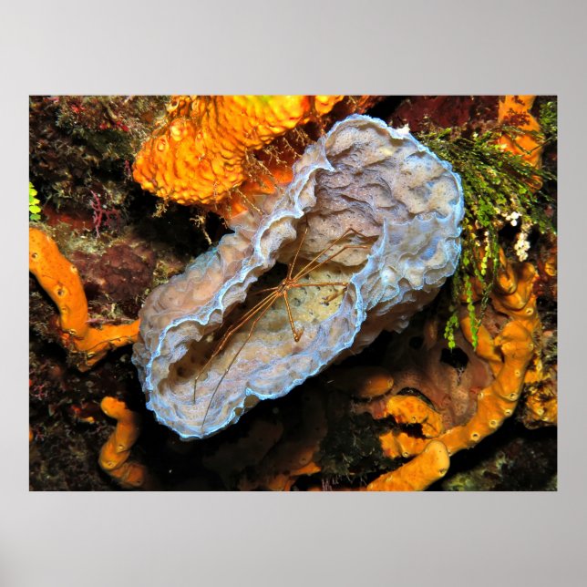 Pil krabba Överlappa en svamp Poster (Framsidan)