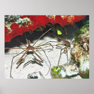 Pilar Poster