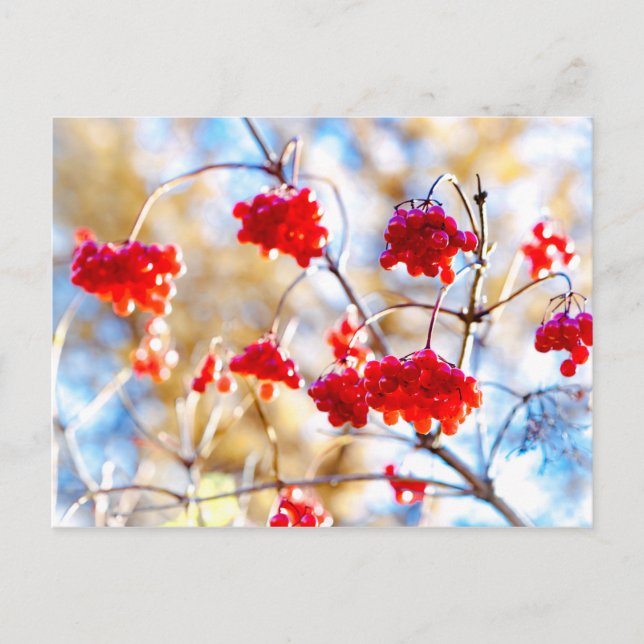 Pilbladbär Vykort (Framsida)