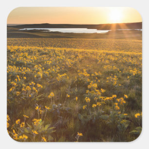 Pilbladssolfjäderblommor Fyrkantigt Klistermärke