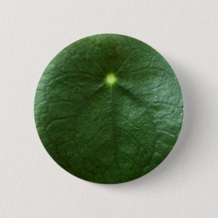 Pileaen Peperomioides knäppas Knapp