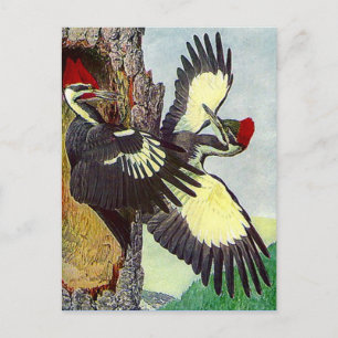 PILEAT WOODPECKERS TRÄD NEST CAVITY POSTCARD VYKORT
