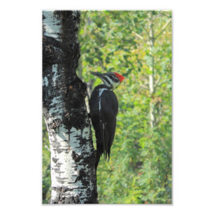 Pileated hackspett fototryck