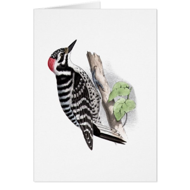 Pileated hackspett hälsningskort (Framsidan)