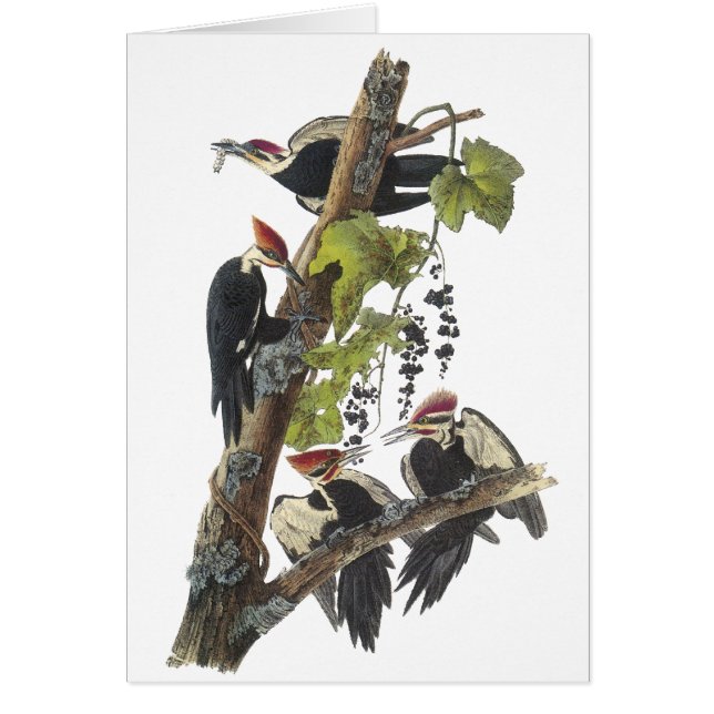 Pileated hackspett, John Audubon Hälsningskort (Framsidan)