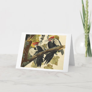 Pileated hackspett, John James Audubon Kort
