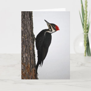 pileated hackspett kort