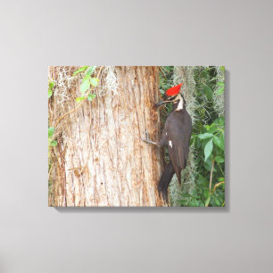Pileated hackspett på kanfas canvastryck