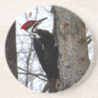 Pileated hackspett underlägg