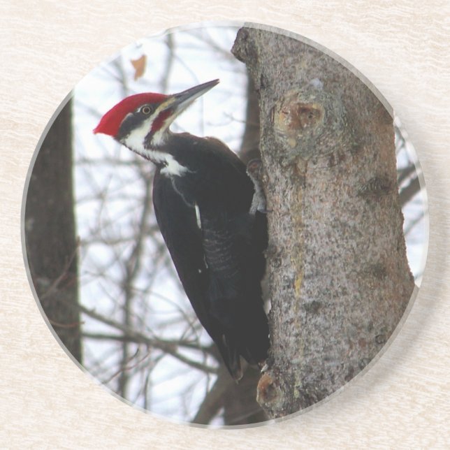 Pileated hackspett underlägg (Framsidan)