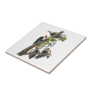 Pileated hackspett vid Audubon Kakelplatta