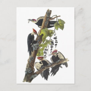 Pileated hackspett vid Audubon Vykort