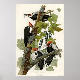 Pileated hackspettfåglar av Amerika Poster