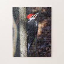 Pileated hackspettpussel