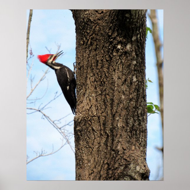 Pileated Woodpecker (3625) Poster (Framsidan)