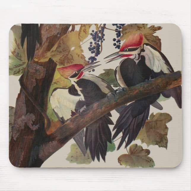 Pileated Woodpecker Audubon Bird Wildlife Painting Musmatta (Framsidan)