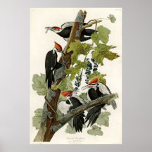 Pileated Woodpecker Birds of America