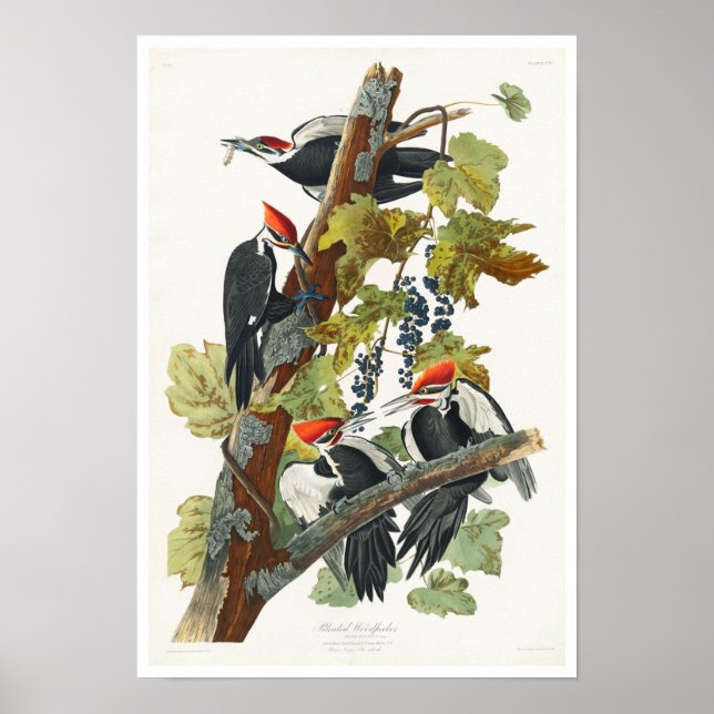 Pileated Woodpecker by Audubon Poster (Framsidan)