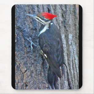 Pileated Woodpecker Coordinated Items Musmatta